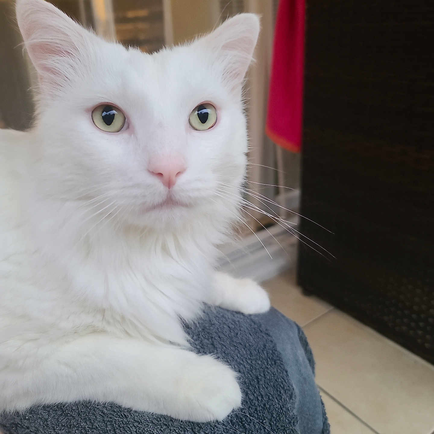 Zen'O a rejoint le concours — aidez-le/la à gagner de superbes lots ! animal, cat, closeup, cozy, curious, domestic_animal, feline, floor_tiles, fur, green_eyes, household, indoor, mammal, paw, pet, portrait, relaxed, towel, whiskers, white_cat