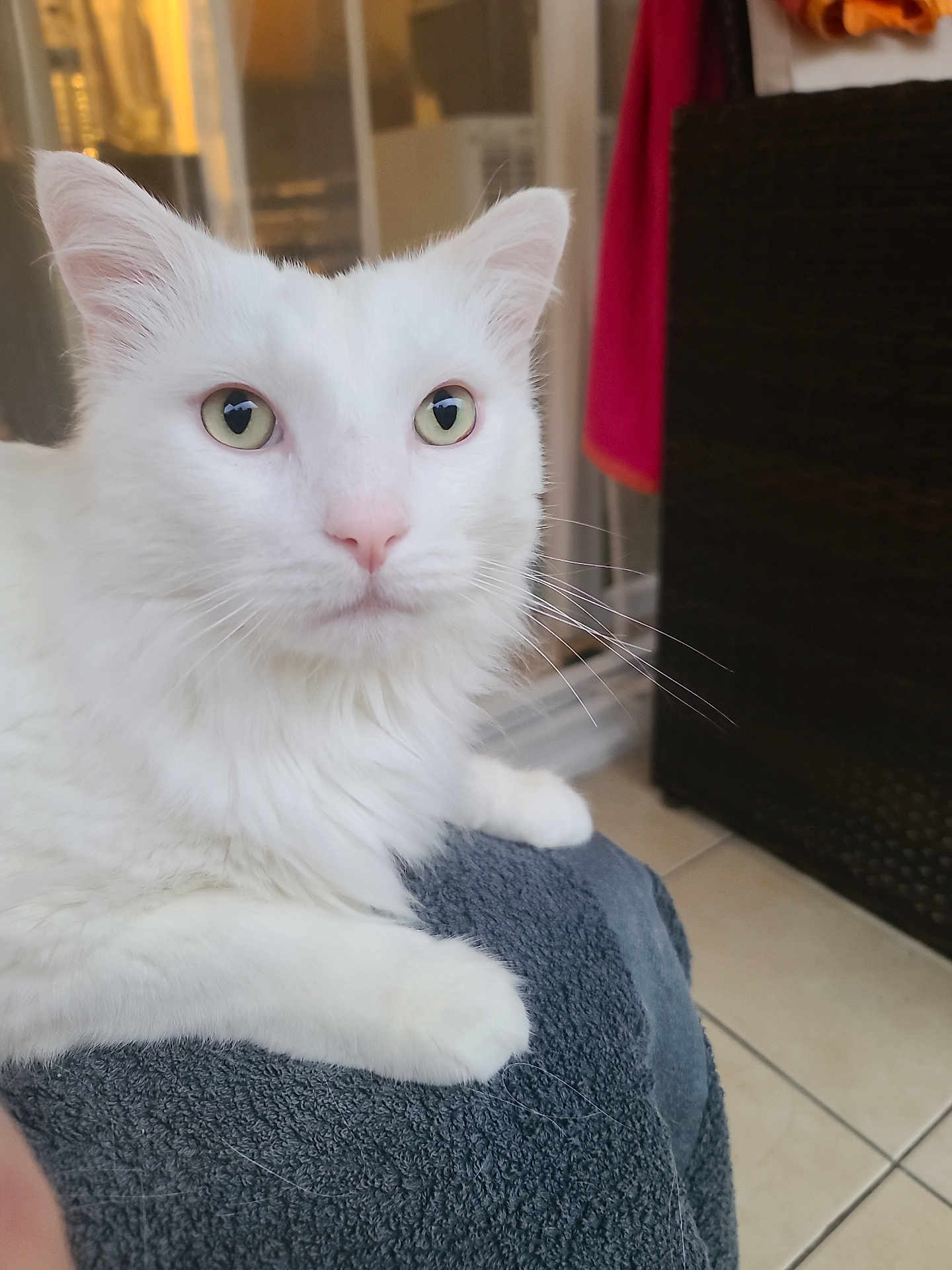 Zen'O a rejoint le concours — aidez-le/la à gagner de superbes lots ! cat, white_cat, pet, indoor, feline, towel, green_eyes, fur, closeup, animal, domestic_animal, whiskers, relaxed, floor_tiles, household, curious, paw, portrait, mammal, cozy