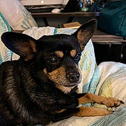 Trixie joined the competition — help win amazing prizes! dog, pet, indoor, quilt, blanket, black_fur, tan_fur, large_ears, animal, relaxed, laying_down, closeup, face, paw, furniture, home, cozy, resting, companion, cute