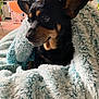 Trixie joined the competition — help win amazing prizes! dog, blanket, indoor, cozy, fur, small_dog, black_and_tan, ears, curious, home, furniture, soft_texture, resting, pet, comfort, wrapped, warm, living_room, cute, portrait