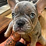 Winston is registered to the contest to win money with this photo: puppy, french_bulldog, dog, pet, blue_eyes, close_up, ears, wrinkles, tattoo, hand, indoor, floor, wooden_floor, cute, animal, young, face, expression, domestic_animal, mammal