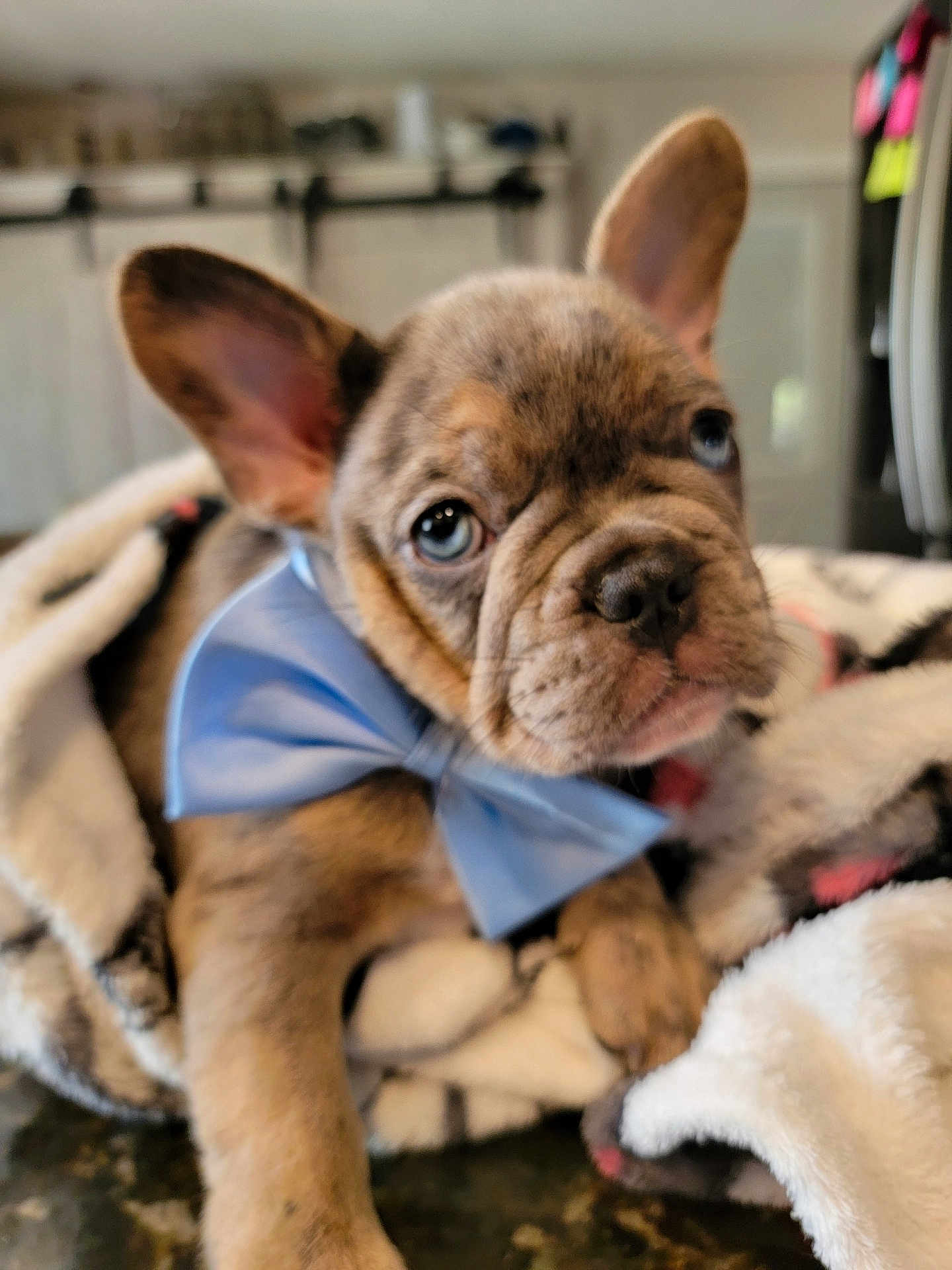 Winston joined the competition — help win amazing prizes! puppy, dog, bow_tie, blanket, cute, pet, indoor, fur, ears, face, animal, young, adorable, snout, portrait, looking, soft, cozy, mammal, domestic_animal