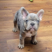 Winston joined the competition — help win amazing prizes! puppy, dog, french_bulldog, pet, animal, cute, young, indoor, floor, wooden_floor, ears, blue_eyes, looking_up, standing, adorable, small, mammal, companion, domestic_animal, curious