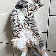 Goku participe au concours pour gagner de l'argent avec cette photo : animal, cat, cute, domestic_animal, feline, floor, fluffy, fur, indoor, laying, lying_down, mammal, paws, pet, relaxed, resting, soft, tail, tile, whiskers