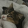 Goku a rejoint le concours — aidez-le/la à gagner de superbes lots ! bedroom, blanket, cat, close_up, comfort, cozy, cute, domestic, feline, fur, green_eyes, indoor, pet, relaxed, resting, sleepy, soft, warm, whiskers, white