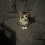 Simba joined the competition — help win amazing prizes! animal, cat, couch, cozy, curious, cute, ears, feline, gray_fabric, indoor, living_room, moody_lighting, pet, quiet, relaxed, seated, tabby_cat, whiskers, white_paws, wide_eyes
