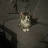 animal, cat, couch, cozy, curious, cute, ears, feline, gray_fabric, indoor, living_room, moody_lighting, pet, quiet, relaxed, seated, tabby_cat, whiskers, white_paws, wide_eyes