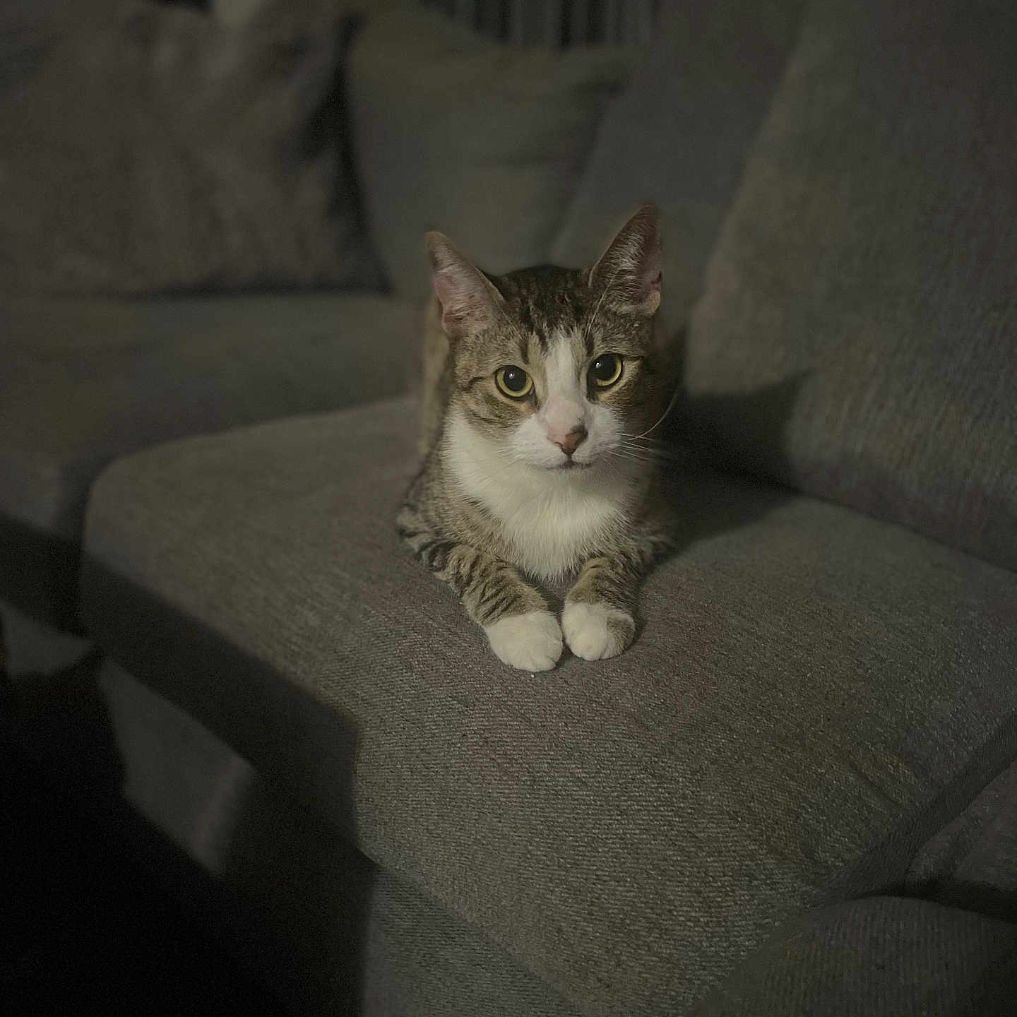 Simba