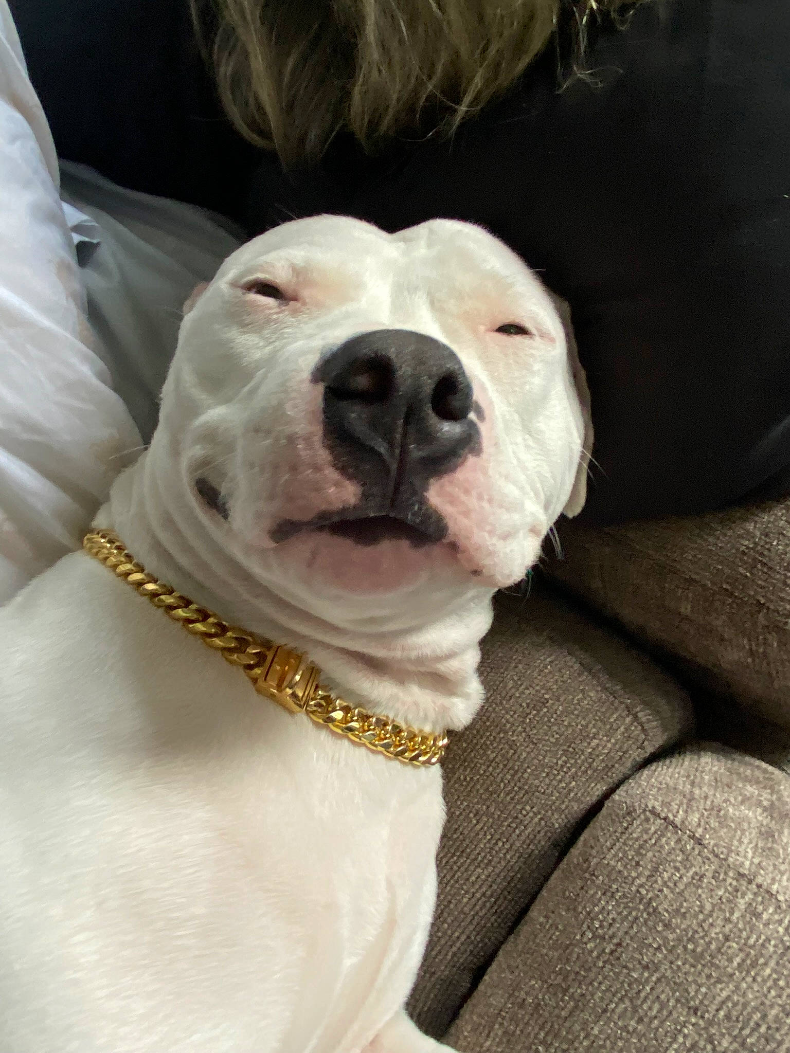 Nina is registered to the contest to win money with this photo: canidae, carnivore, collar, companion_dog, dog, dog_breed, dog_collar, dogo_argentino, eyewear, fashion_accessory, fawn, fur, labrador_retriever, leash, non_sporting_group, retriever, snout, sporting_group, whiskers, working_animal