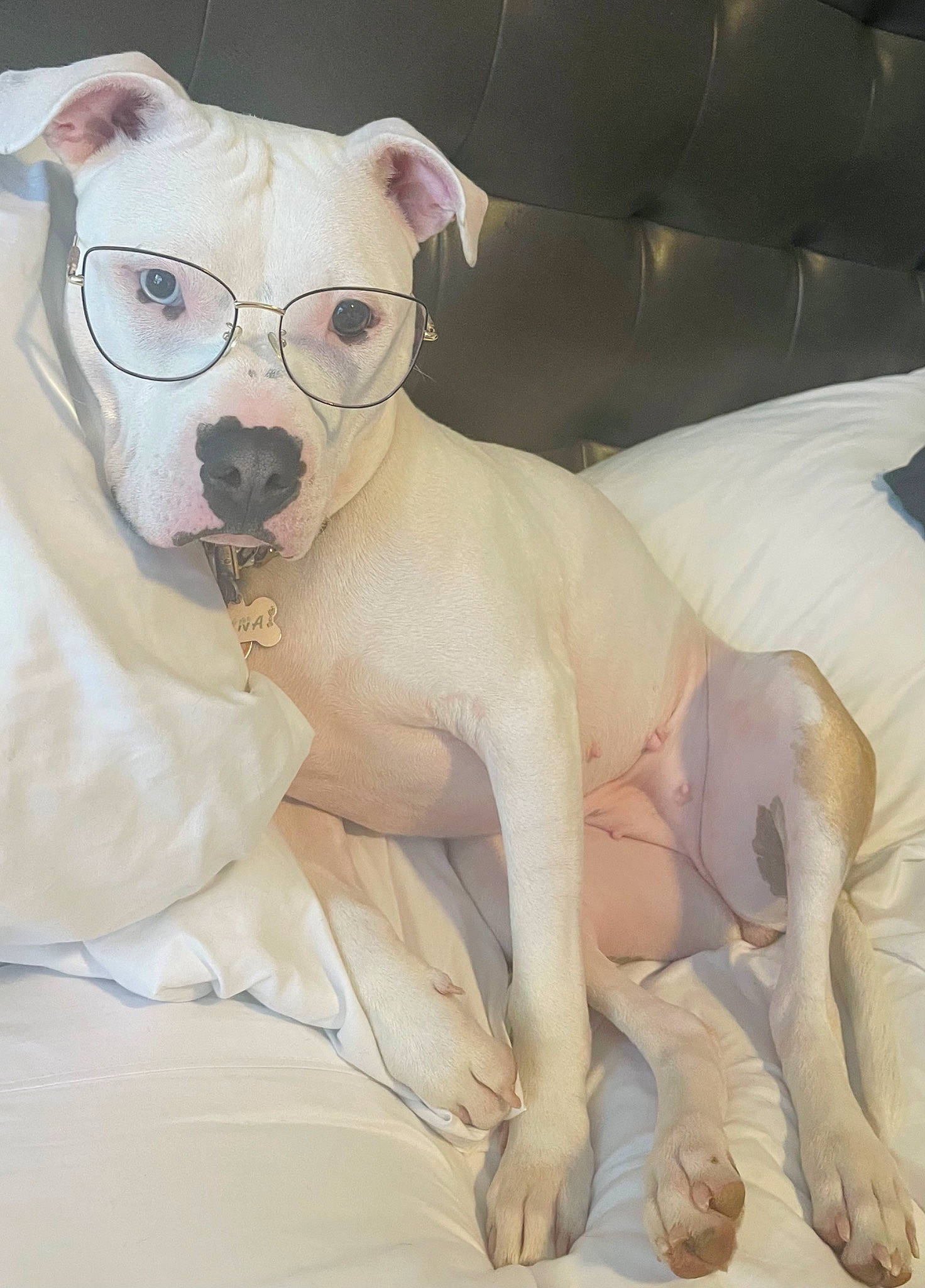 Nina joined the competition — help win amazing prizes! carnivore, collar, comfort, companion_dog, dog, dog_breed, dog_collar, dog_supply, eyewear, fawn, glasses, linens, pet_supply, sleeve, snout, sunglasses, toy_dog, vision_care, whiskers, working_animal