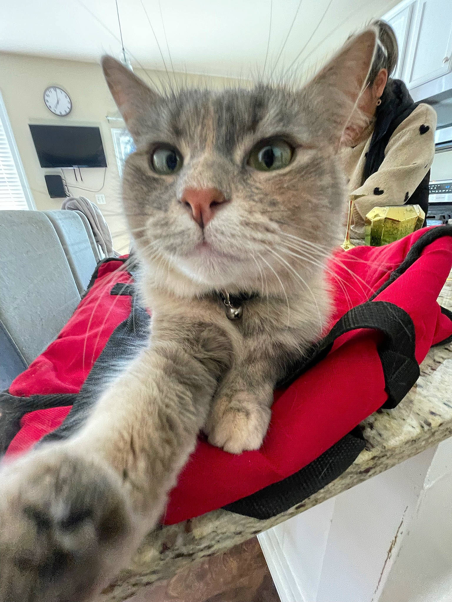 Blanca joined the competition — help win amazing prizes! box, carnivore, cat, cat_supply, claw, domestic_short_haired_cat, eye, fawn, felidae, fur, paw, small_to_medium_sized_cats, snout, tail, whiskers