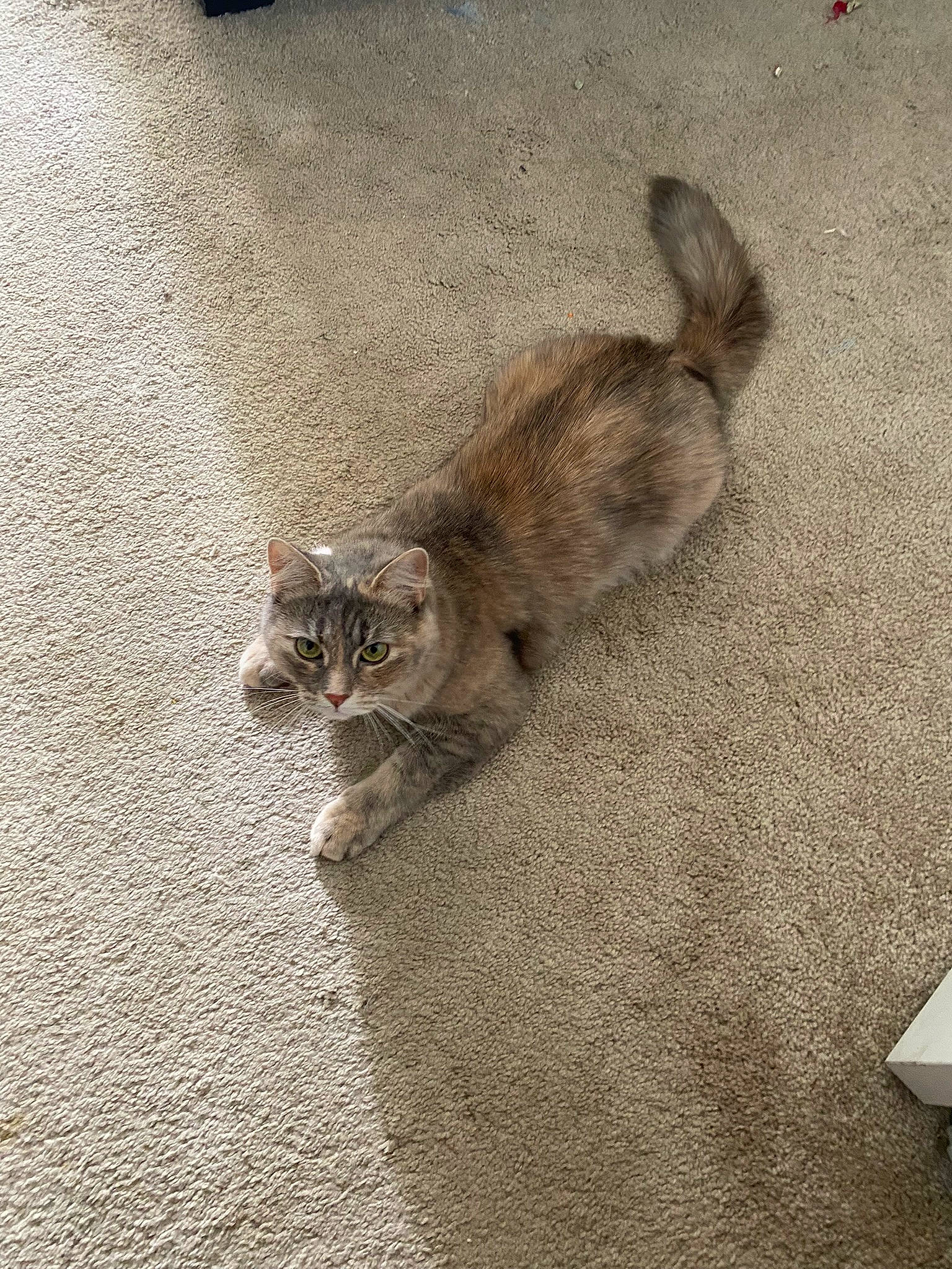 Blanca joined the competition — help win amazing prizes! asphalt, carnivore, cat, claw, domestic_short_haired_cat, fawn, felidae, flooring, fur, grey, paw, road_surface, sand, shadow, small_to_medium_sized_cats, snout, tail, terrestrial_animal, whiskers, wood