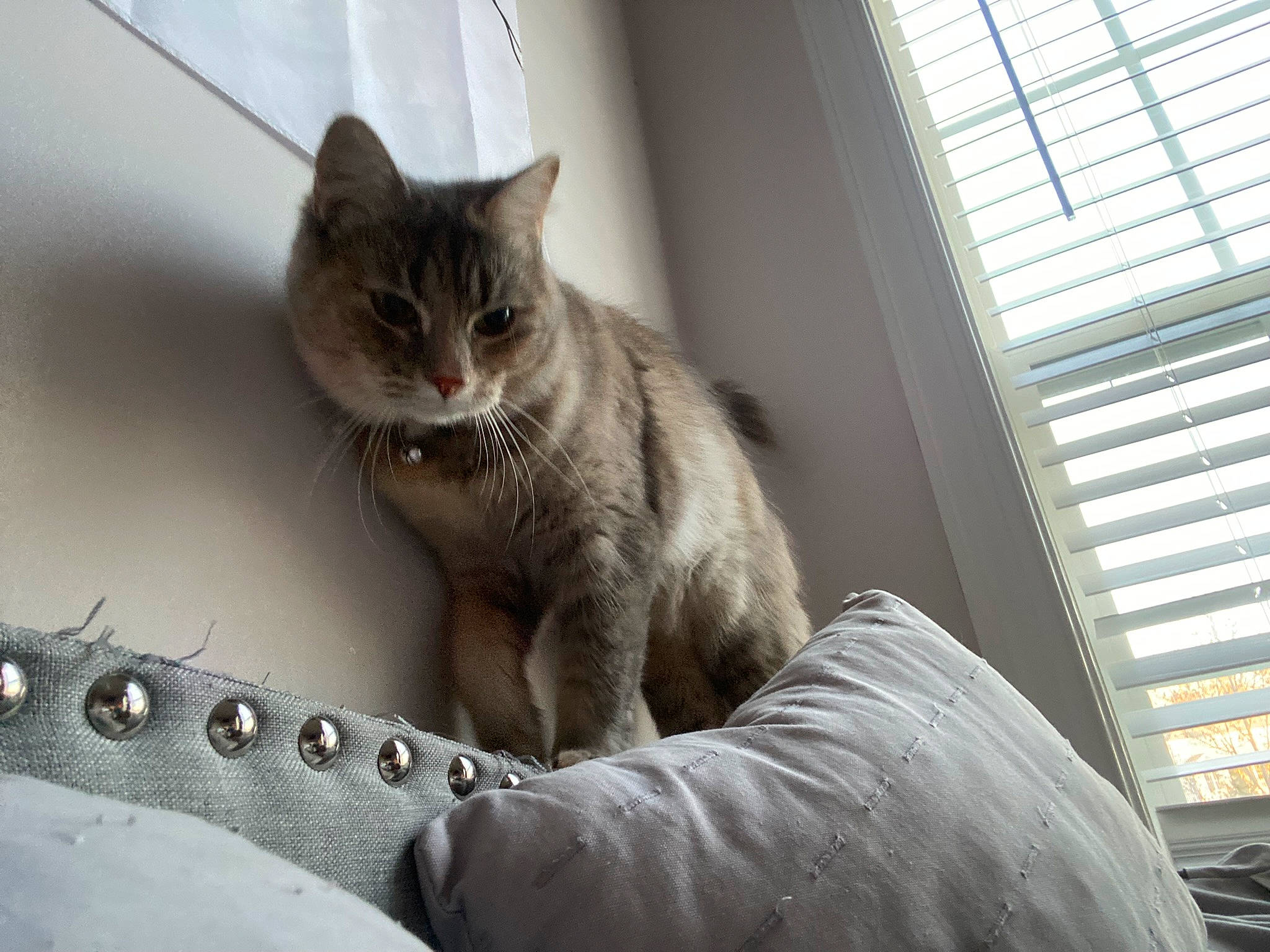 Blanca joined the competition — help win amazing prizes! carnivore, cat, chartreux, claw, comfort, domestic_short_haired_cat, felidae, foot, fur, grey, metal, paw, sitting, small_to_medium_sized_cats, snout, tail, whiskers, window, window_blind