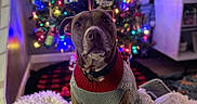 Rosie Belle Catalano is registered to the contest to win money with this photo: blanket, bokeh, christmas_lights, christmas_tree, cozy, cute, decorations, dog, festive, fur, holiday, holiday_sweater, indoor, living_room, ornament, pet, pet_bed, pit_bull, portrait, sweater