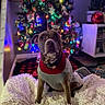 blanket, bokeh, christmas_lights, christmas_tree, cozy, cute, decorations, dog, festive, fur, holiday, holiday_sweater, indoor, living_room, ornament, pet, pet_bed, pit_bull, portrait, sweater