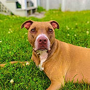 Rosie Belle Catalano joined the competition — help win amazing prizes! attentive, backyard, brown_coat, closeup, clover, dog, ears, eyes, face, grass, lawn, lying_down, muzzle, nose, outdoor, pet, pitbull, portrait, relaxed, shallow_depth_of_field