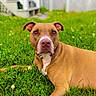 attentive, backyard, brown_coat, closeup, clover, dog, ears, eyes, face, grass, lawn, lying_down, muzzle, nose, outdoor, pet, pitbull, portrait, relaxed, shallow_depth_of_field