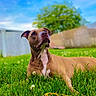 attentive, backyard, brown_coat, canine, clover, dog, ears, fence, grass, green, lying_down, muzzle, outdoor, pet, portrait, shallow_depth_of_field, sky, summer, tree, white_chest
