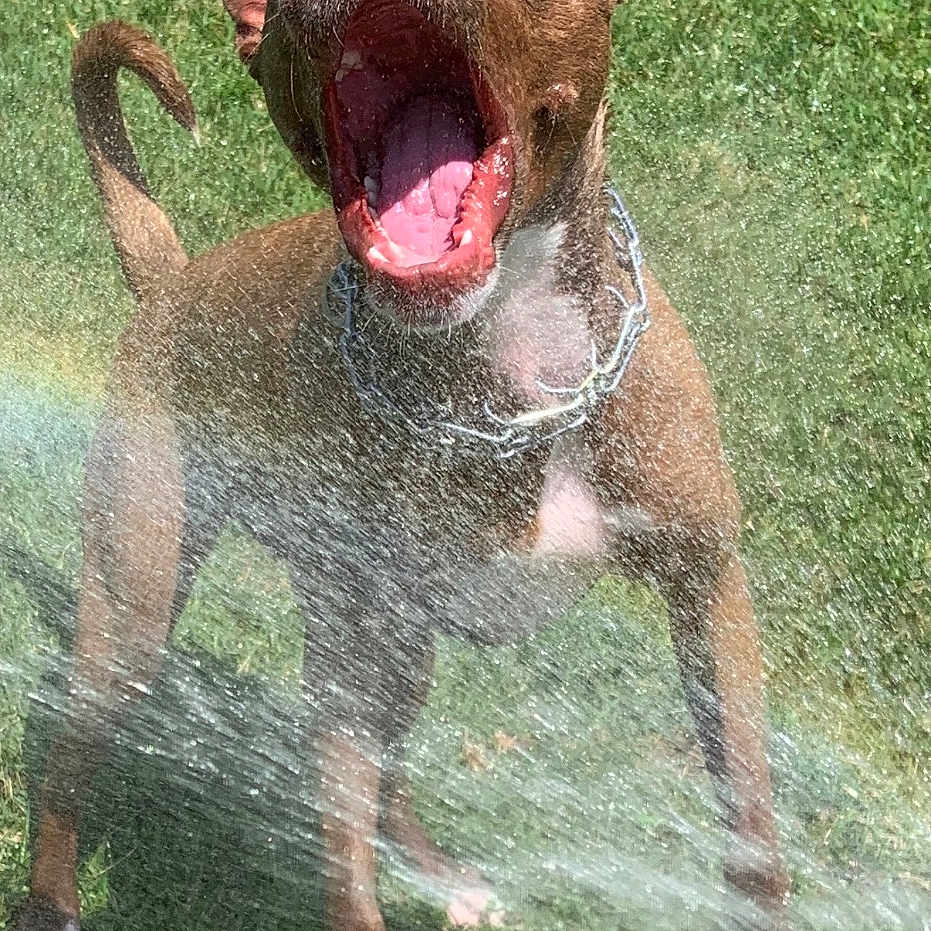 Rosie Belle Catalano