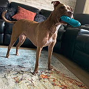 Rosie Belle Catalano joined the competition — help win amazing prizes! dog, brown_dog, pitbull, chew_toy, blue_toy, indoor, living_room, couch, sofa, decorative_pillow, rug, paws, tail, pet, portrait, playful, standing, depth_of_field, bokeh, home