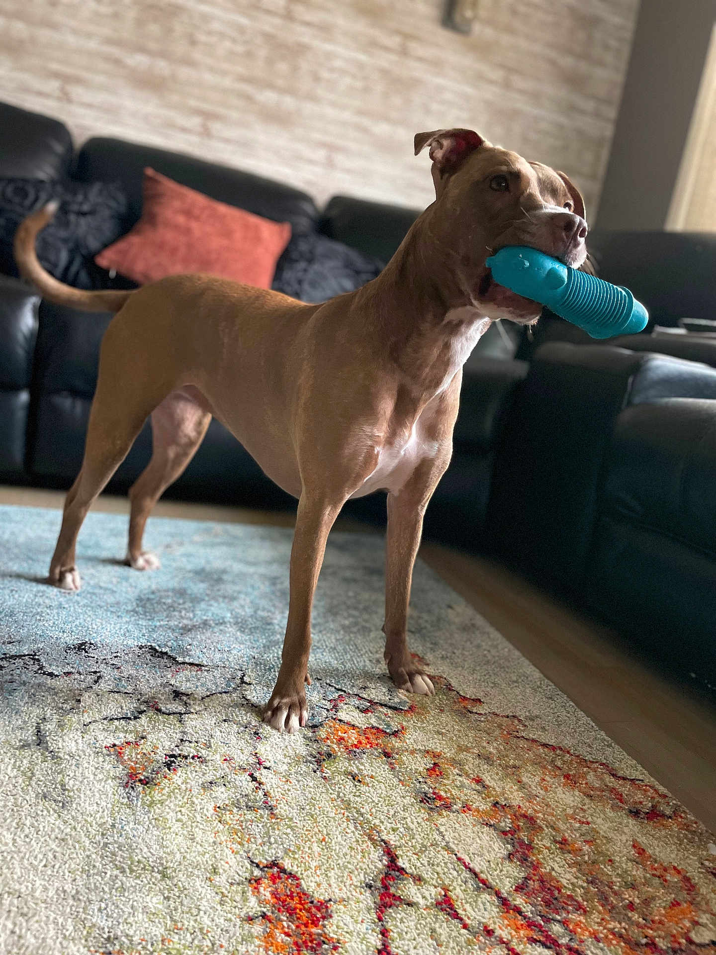 Rosie Belle Catalano