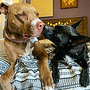 Macchiato Catalano joined the competition — help win amazing prizes! affection, bed, bedroom, blanket, canine, close_up, collar, cozy, dog, dog_tag, dogs, fur, headboard, indoor, kissing, noses, pair, paws, portrait, wall_art