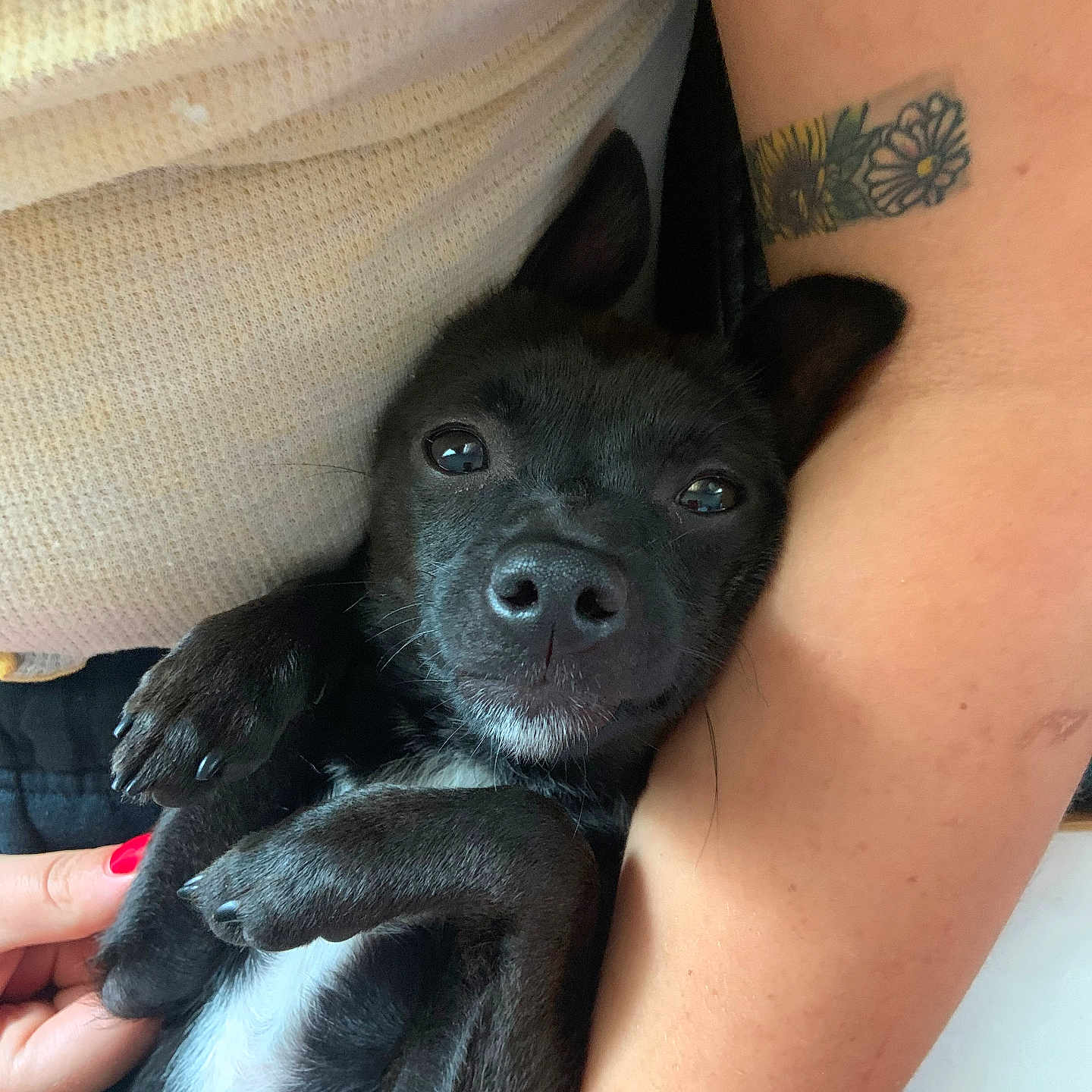 Macchiato Catalano joined the competition — help win amazing prizes! animal, belly, black_dog, close_up, cuddling, cute, dog, floppy_ears, human_arm, indoor, nose, paws, pet, portrait, puppy, red_nail_polish, resting, sweater, tattoo, whiskers