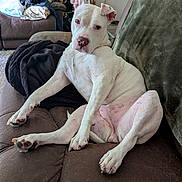 Alpsa is registered to the contest to win money with this photo: dog, white_dog, couch, indoor, relaxed, pet, fur, living_room, furniture, blanket, paw, nose, ears, sitting, looking, brown_couch, shoe_rack, clutter, home, domestic_animal