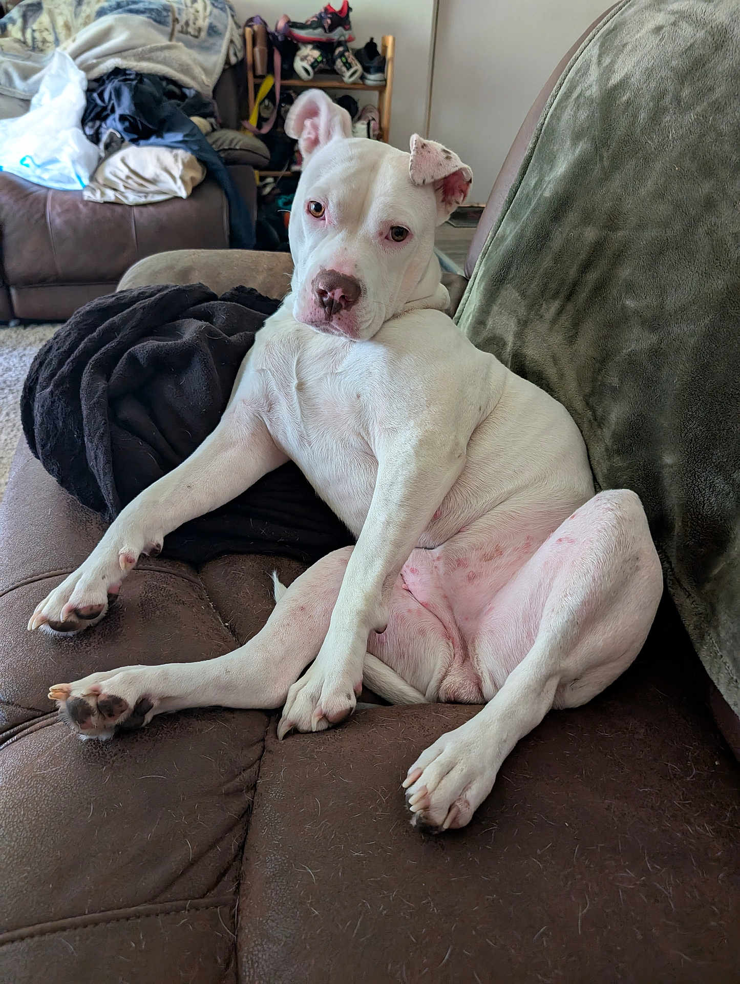 Alpsa is registered to the contest to win money with this photo: dog, white_dog, couch, indoor, relaxed, pet, fur, living_room, furniture, blanket, paw, nose, ears, sitting, looking, brown_couch, shoe_rack, clutter, home, domestic_animal