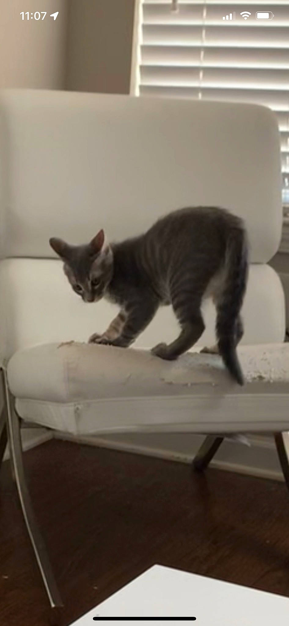 Indy joined the competition — help win amazing prizes! carnivore, cat, comfort, curious, domestic_short_haired_cat, felidae, flooring, fur, grey, mammal, metal, paper, room, small_to_medium_sized_cats, tail, terrestrial_animal, vertebrate, whiskers, window, wood