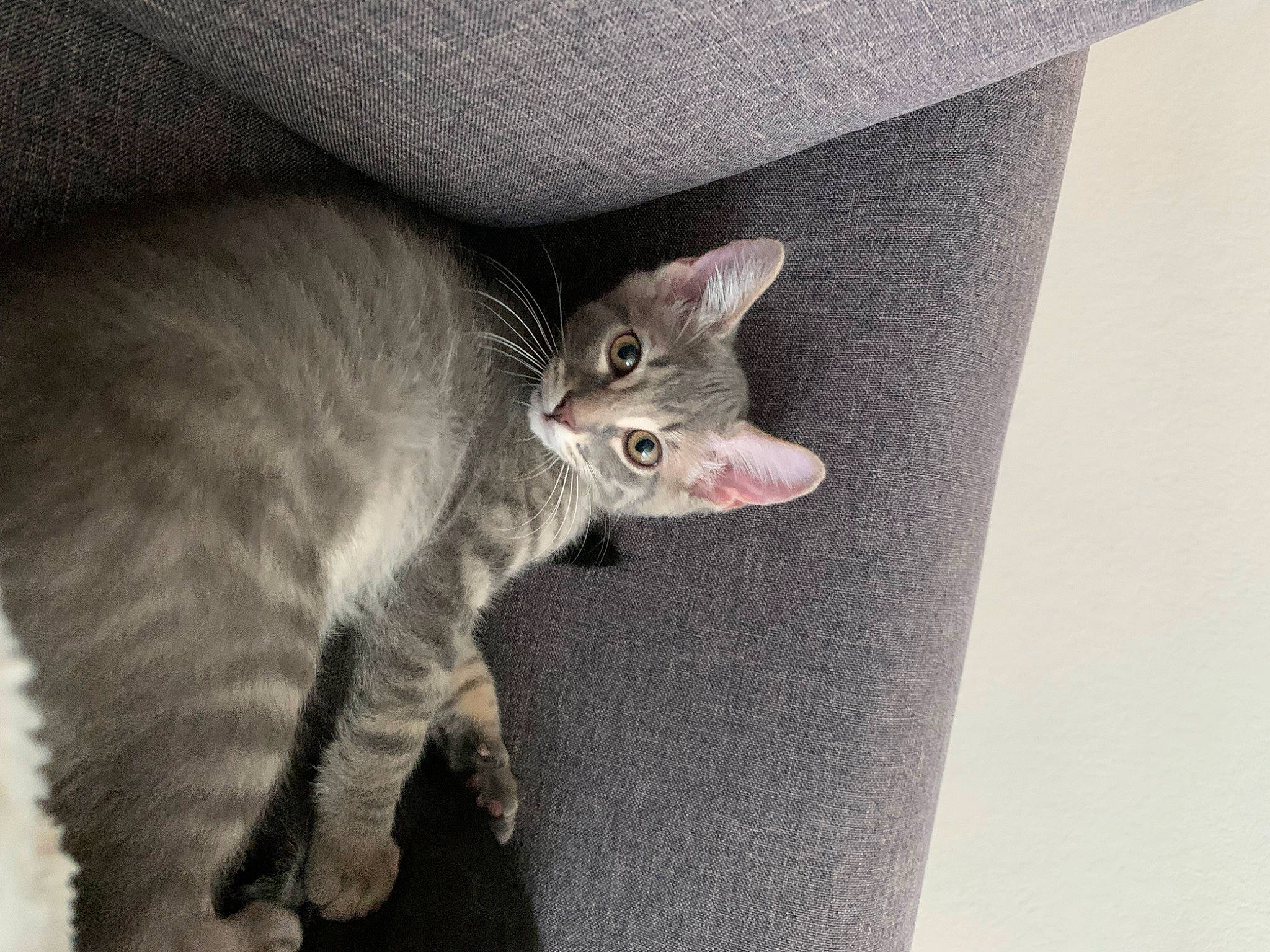 Indy joined the competition — help win amazing prizes! carnivore, cat, domestic_short_haired_cat, fawn, felidae, fur, grey, russian_blue, small_to_medium_sized_cats, snout, tail, terrestrial_animal, whiskers