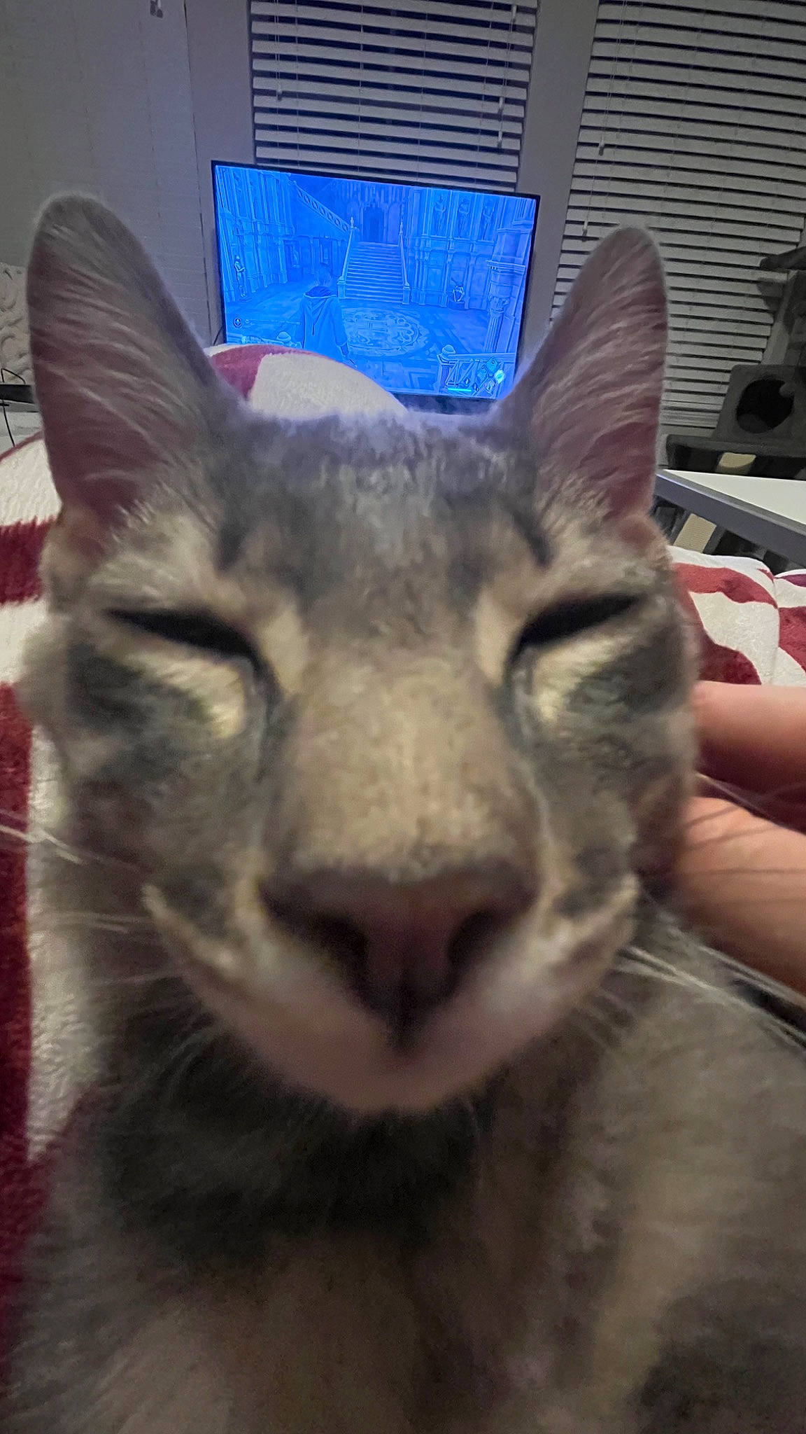 Indy joined the competition — help win amazing prizes! carnivore, cat, domestic_short_haired_cat, electric_blue, fang, felidae, fur, jaw, photo_caption, small_to_medium_sized_cats, snout, terrestrial_animal, whiskers, wildlife