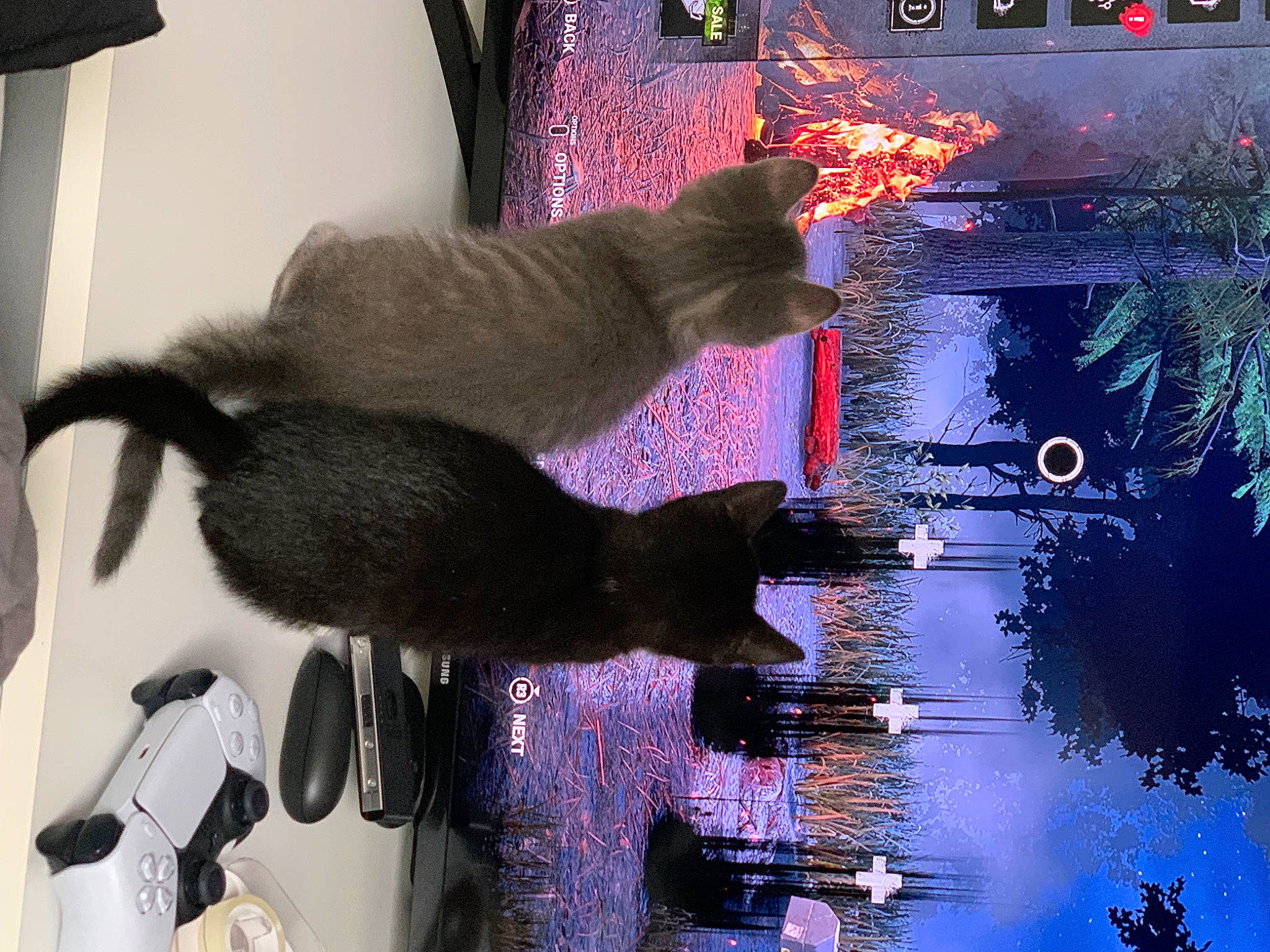 Indy is registered to the contest to win money with this photo: black_cat, bombay, carnivore, cat, domestic_short_haired_cat, electric_blue, event, felidae, fur, plant, reflection, small_to_medium_sized_cats, sporting_group, tail, tree, water, whiskers