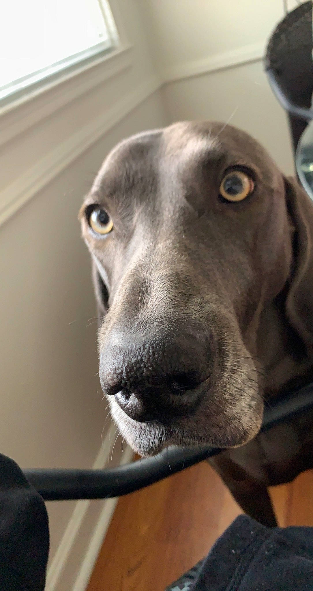 Maybelle joined the competition — help win amazing prizes! canidae, carnivore, companion_dog, dog, dog_breed, dog_collar, ear, fawn, fur, great_dane, liver, mechanical_fan, pet_supply, serveware, snout, sporting_group, tableware, terrestrial_animal, whiskers, working_animal