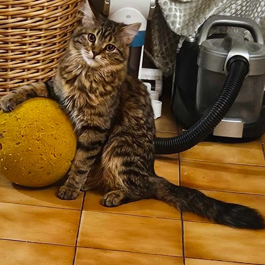 Aiko participe au concours pour gagner de l'argent avec cette photo : brown, cat, curious, domestic, feline, floor, fur, hose, household, indoor, long_tail, paw, pet, resting, striped, tabby, tile, vacuum_cleaner, wicker_basket, yellow_sponge