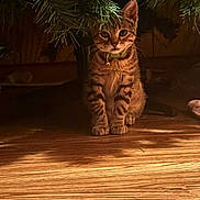 Pippin joined the competition — help win amazing prizes! cat, kitten, tabby, christmas_tree, pine_branches, collar, bell, indoor, hardwood_floor, pet, feline, stripes, paws, sitting, curious, shadow, holiday, cozy, eyes, under_tree
