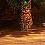cat, kitten, tabby, christmas_tree, pine_branches, collar, bell, indoor, hardwood_floor, pet, feline, stripes, paws, sitting, curious, shadow, holiday, cozy, eyes, under_tree