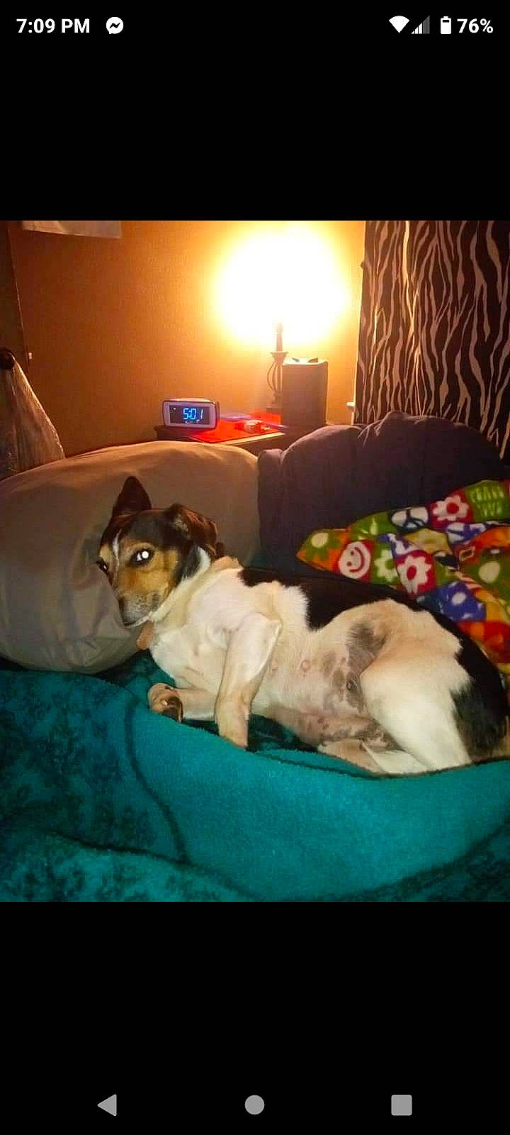 Luna Marie is registered to the contest to win money with this photo: bed_sheet, bedding, bedroom, bedtime, carnivore, comfort, companion_dog, couch, dog, dog_breed, fawn, felidae, lamp, lighting, linens, living_room, pillow, room, small_to_medium_sized_cats, sporting_group