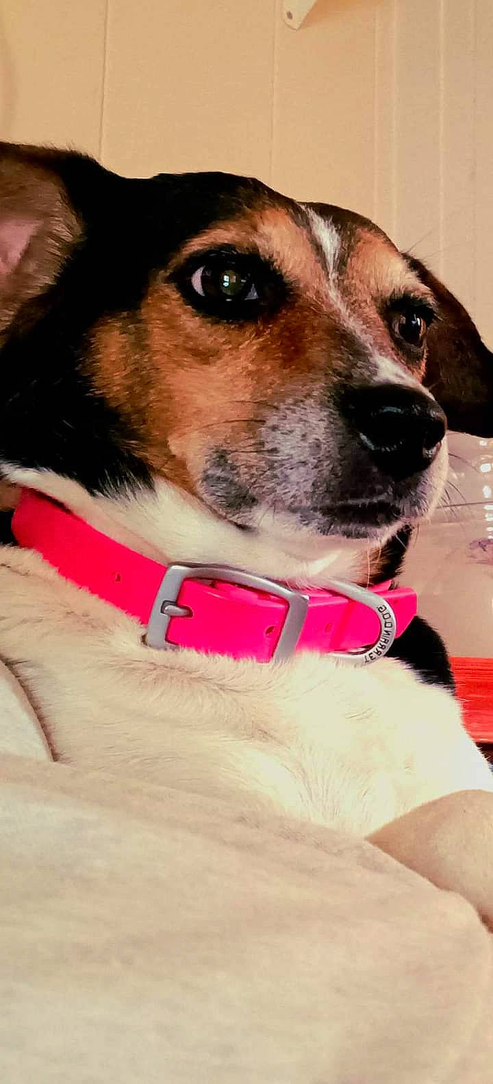 Luna Marie is registered to the contest to win money with this photo: canidae, carnivore, collar, companion_dog, dog, dog_breed, dog_collar, dog_supply, ear, eyewear, fashion_accessory, fawn, fur, leash, pet_supply, puppy, snout, sporting_group, whiskers, working_animal