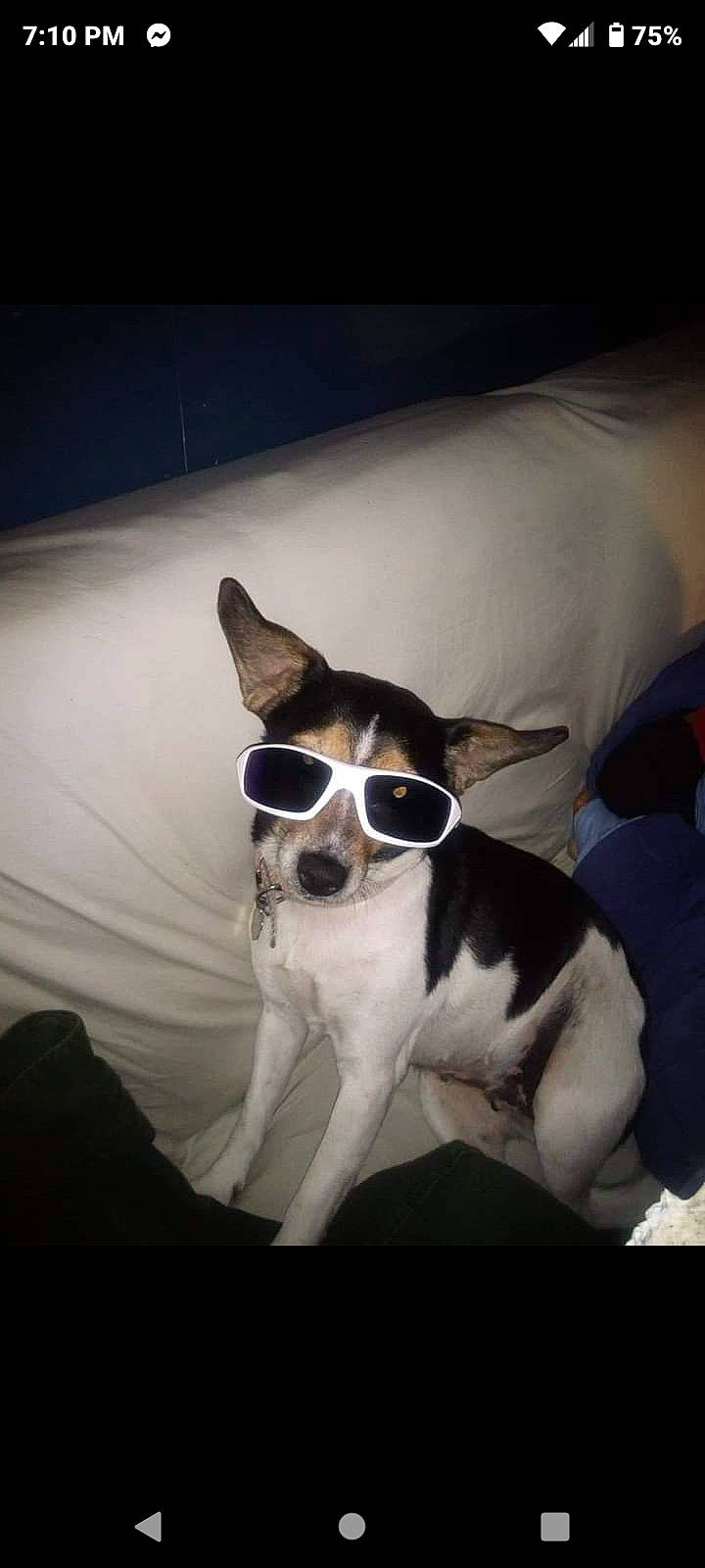 Luna Marie is registered to the contest to win money with this photo: canidae, carnivore, collar, comfort, companion_dog, dog, dog_breed, dog_supply, door, drinkware, eyewear, fawn, non_sporting_group, snout, sporting_group, sunglasses, tints_and_shades, toy_dog, vision_care, working_animal