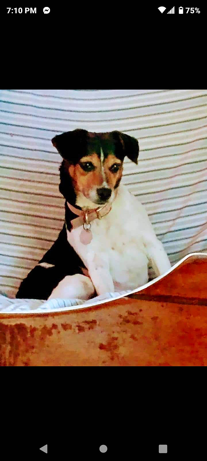 Luna Marie is registered to the contest to win money with this photo: ancient_dog_breeds, bowl, canidae, carnivore, companion_dog, dishware, dog, dog_breed, dog_supply, pet_supply, recipe, rectangle, serveware, sitting, snout, sporting_group, terrier, wood, working_animal, working_dog