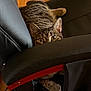 cat, tabby, leather_chair, wooden_floor, indoor, pet, animal, curious, peeking, playful, cushion, feline, whiskers, ears, paws, relaxing, home, cozy, fur, eyes
