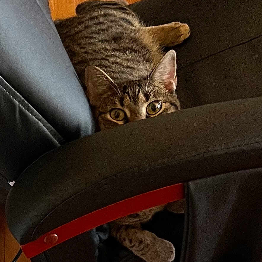 Missy is registered to the contest to win money with this photo: animal, cat, cozy, curious, cushion, ears, eyes, feline, fur, home, indoor, leather_chair, paws, peeking, pet, playful, relaxing, tabby, whiskers, wooden_floor