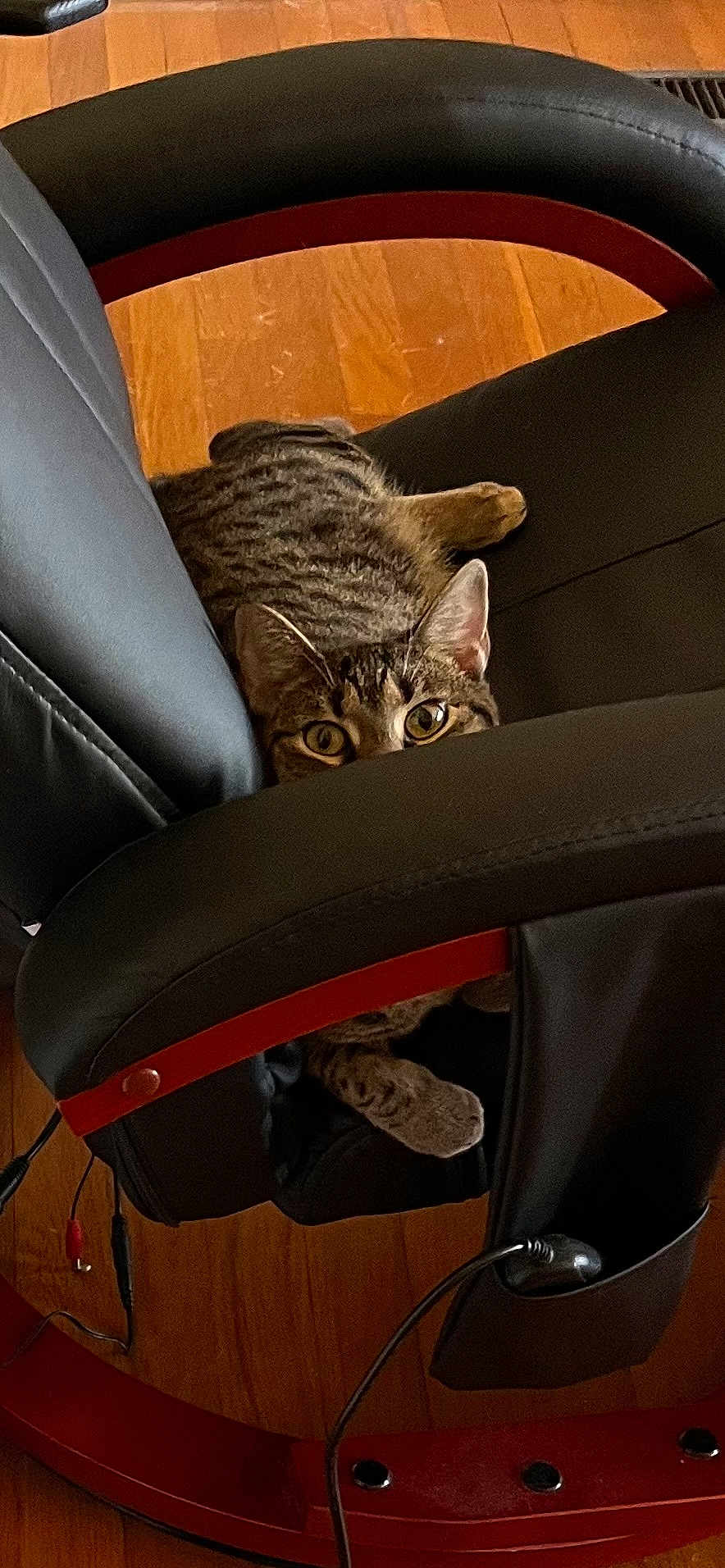 Missy is registered to the contest to win money with this photo: cat, tabby, leather_chair, wooden_floor, indoor, pet, animal, curious, peeking, playful, cushion, feline, whiskers, ears, paws, relaxing, home, cozy, fur, eyes