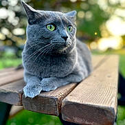 Ivy joined the competition — help win amazing prizes! cat, gray_cat, green_eyes, animal, pet, outdoor, nature, wooden_table, picnic_table, fur, whiskers, closeup, relaxed, sunset, blurred_background, daylight, mammal, portrait, resting, calm