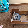 kitten, cat, wooden_cradle, carpet, laundry_basket, indoor, pet, tabby, curious, paw, furniture, small_animal, young_cat, brown, grey, striped, looking_up, cozy, home, floor