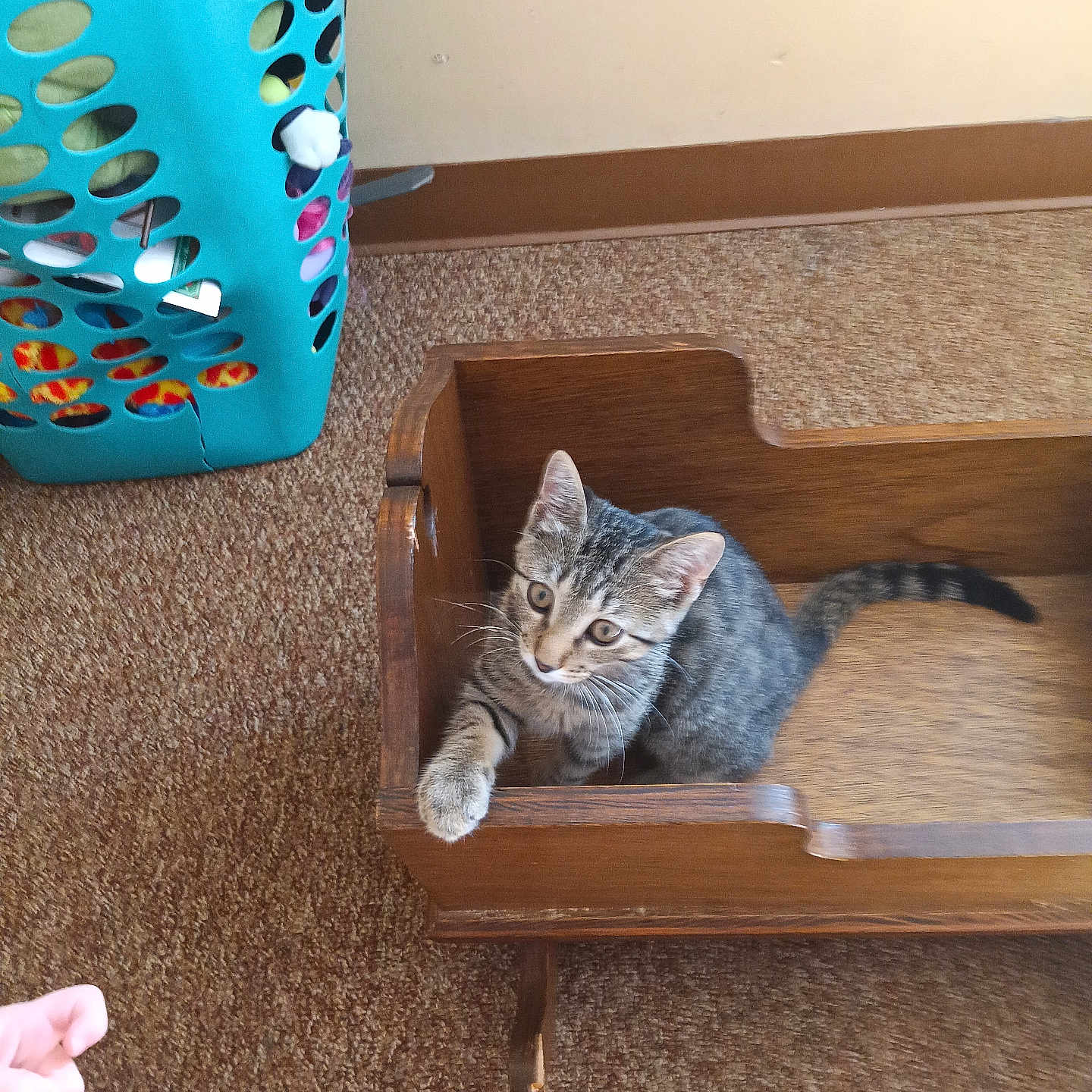 Tiger joined the competition — help win amazing prizes! brown, carpet, cat, cozy, curious, floor, furniture, grey, home, indoor, kitten, laundry_basket, looking_up, paw, pet, small_animal, striped, tabby, wooden_cradle, young_cat