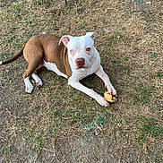 Daisy joined the competition — help win amazing prizes! animal, backyard, blue_eye, bone, brown_and_white, brown_eye, canine, daylight, dog, domestic, earth, grass, heterochromia, lying_down, nature, outdoor, paw, pet, playful, resting