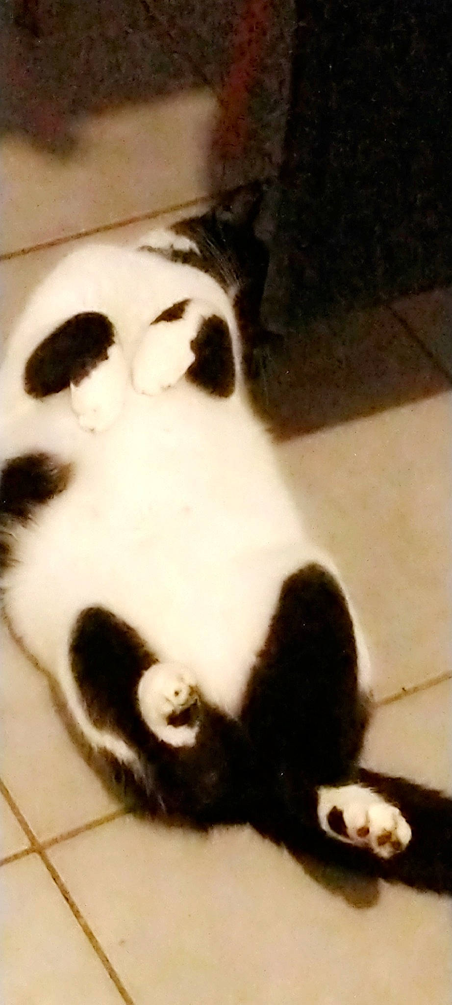 Junior a rejoint le concours — aidez-le/la à gagner de superbes lots ! carnivore, cat, felidae, fur, paw, polydactyl_cat, small_to_medium_sized_cats, snout, tail, whiskers