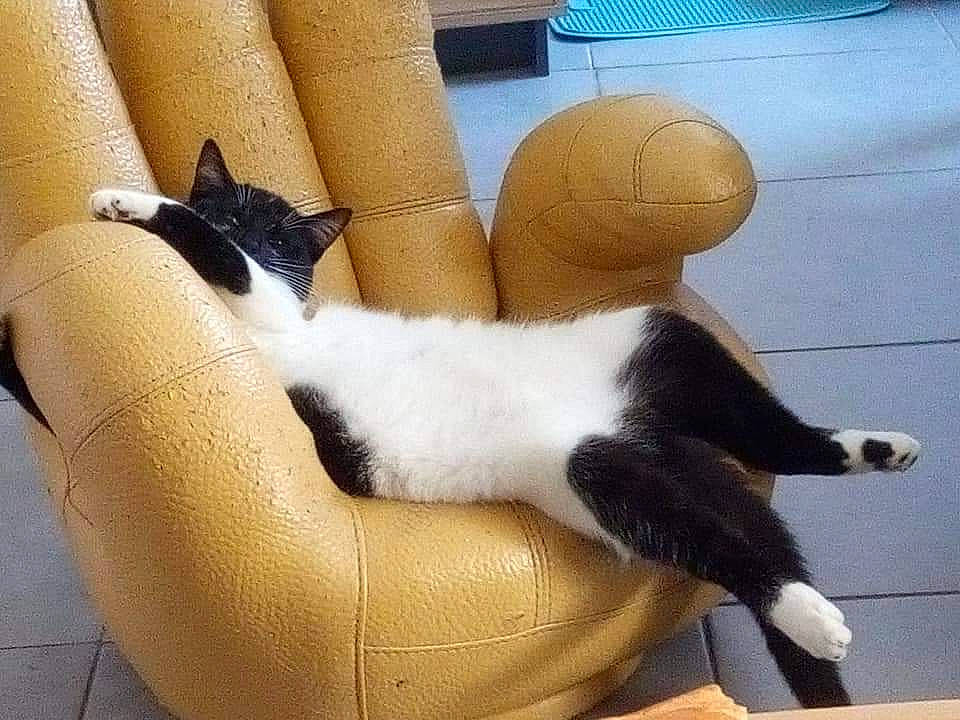 Junior a rejoint le concours — aidez-le/la à gagner de superbes lots ! black_cat, carnivore, cat, felidae, finger, fur, hand, kitten, leg, paw, plush, polydactyl_cat, small_to_medium_sized_cats, stuffed_toy, tail, whiskers